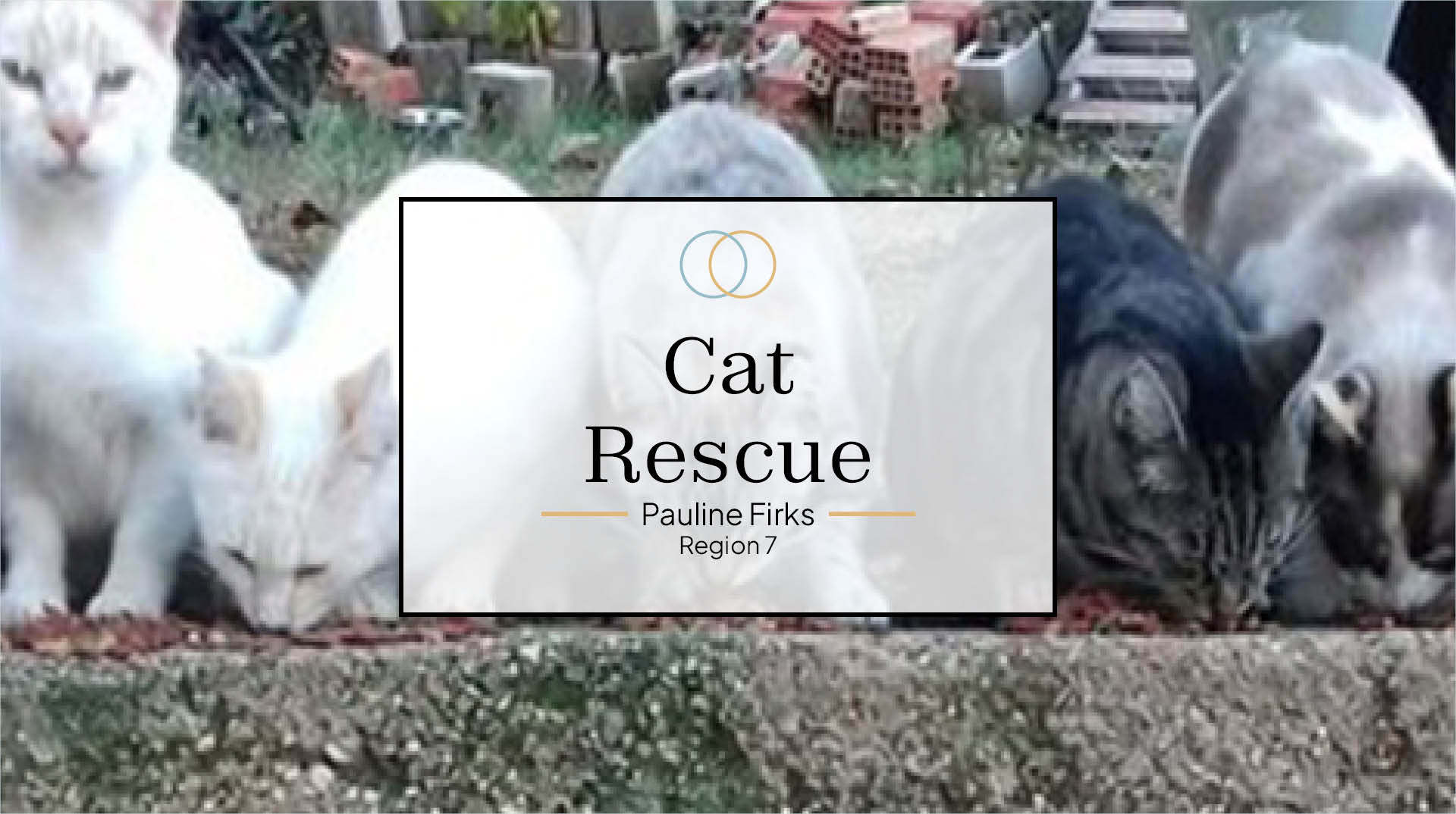 Cat Rescue